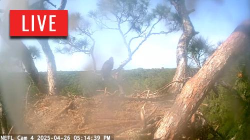 NE Florida Eagles Live Cam