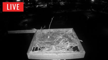 Coeur d' Alene Live Bird Cam South | HDOnTap.com