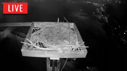 Live Streaming Bald Eagle Nest Cam Hanover, PA | HDOnTap.com