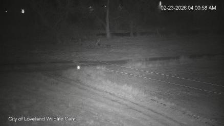 City of Loveland Osprey Cam
