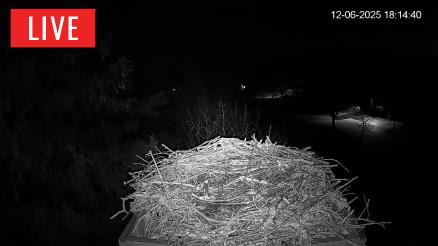 Southwest Florida Live Bald Eagle Cam | HDOnTap.com