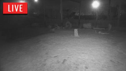 Reid Park Zoo Elephant