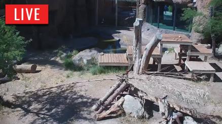 Reid Park Zoo Lion Live Webcam | HDOnTap.com